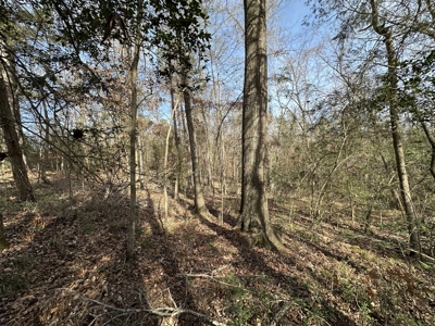 East Texas Hunting/Recreational Tract For Sale - image 10