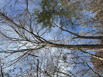 East Texas Hunting/Recreational Tract For Sale - image 26