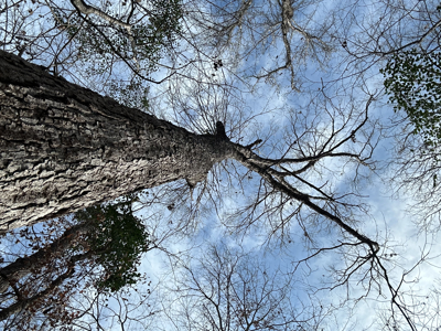 East Texas Hunting/Recreational Tract For Sale - image 17