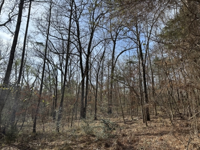 East Texas Hunting/Recreational Tract For Sale - image 1