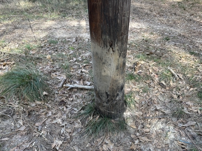 East Texas Hunting/Recreational Tract For Sale - image 7