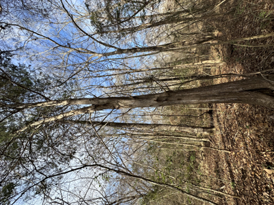 East Texas Hunting/Recreational Tract For Sale - image 25