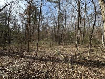 East Texas Hunting/Recreational Tract For Sale - image 9