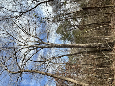 East Texas Hunting/Recreational Tract For Sale - image 27