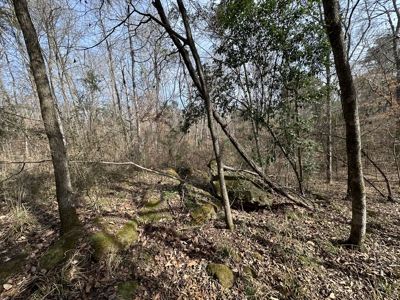 East Texas Hunting/Recreational Tract For Sale - image 5