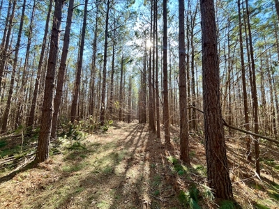 Union County Country Home with Acreage - image 19