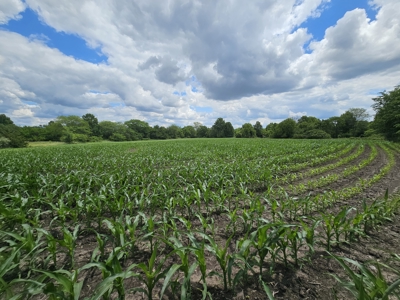 Avalon 160 Online Land Auction - image 15