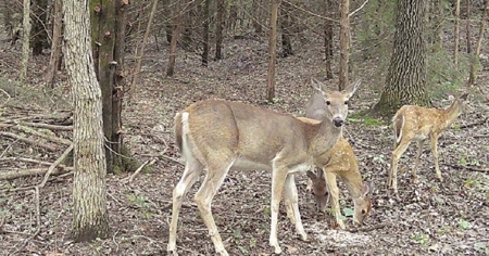 Country Retreat Near John Redmond Reservoir - image 28