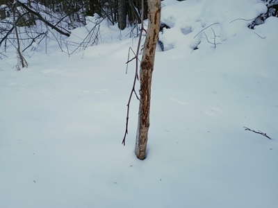 Custom Built Home with 124.16 ± Acres for Sale in Park Falls, WI - image 28