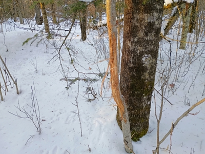 Custom Built Home with 124.16 ± Acres for Sale in Park Falls, WI - image 29