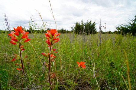 Hunting/Recreational Land For Sale - image 3