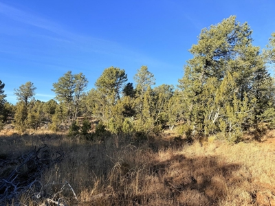 Large Wooded Mountain Land for Sale with Highway Frontage NM - image 2