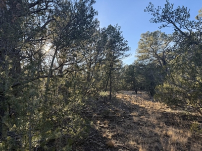 Large Wooded Mountain Land for Sale with Highway Frontage NM - image 6
