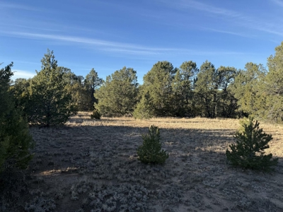 Large Wooded Mountain Land for Sale with Highway Frontage NM - image 4