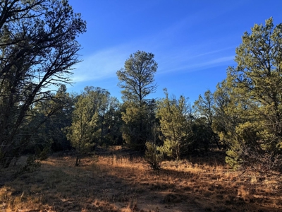 Large Wooded Mountain Land for Sale with Highway Frontage NM - image 5
