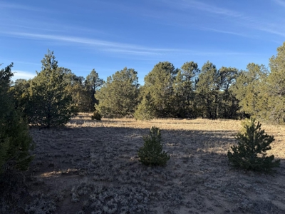Large Wooded Mountain Land for Sale with Highway Frontage NM - image 3
