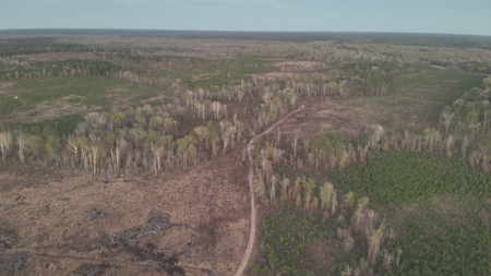 Large Acreage Tract, Hunting, Recreation, and Timber Investment - image 6