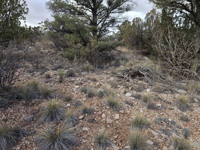 Expansive Desert Retreat in Seligman - image 4