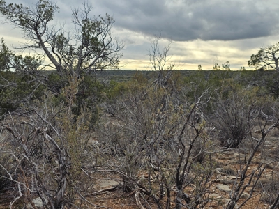 Desert Serenity and Natural Charm in Seligman - image 4