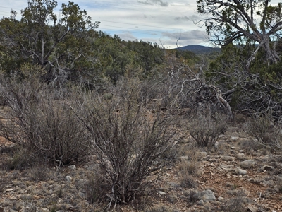 Desert Serenity and Natural Charm in Seligman - image 2