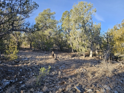 Unique Mountain and Desert Terrain - image 13