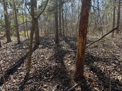 Tensas Riverfront Hunting Land Concordia Parish, LA - image 41