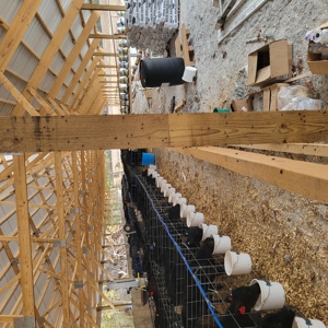 Cattle Farm for Sale in Polk, County Missouri - image 38