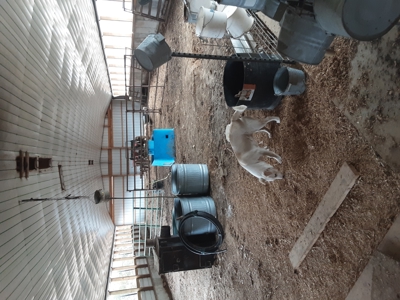 Cattle Farm for Sale in Polk, County Missouri - image 36