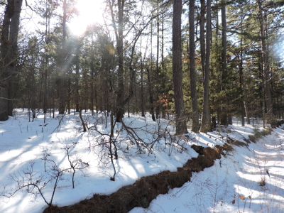 166 acres TIMBER/HUNTING RETREAT in Scott County - image 3