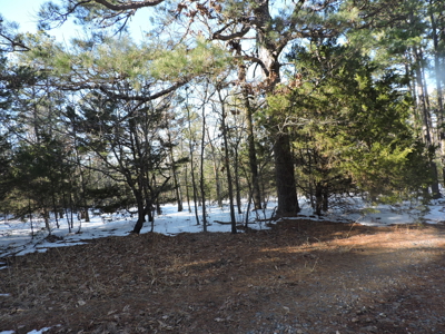 166 acres TIMBER/HUNTING RETREAT in Scott County - image 4