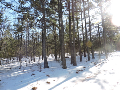 166 acres TIMBER/HUNTING RETREAT in Scott County - image 6