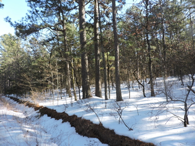 166 acres TIMBER/HUNTING RETREAT in Scott County - image 2