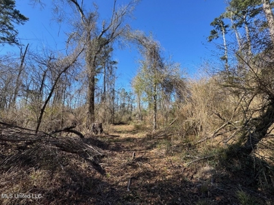 255 Acres East Baton Rouge Parish Near Zachary, LA - image 31