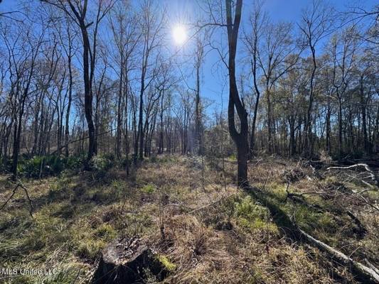 255 Acres East Baton Rouge Parish Near Zachary, LA