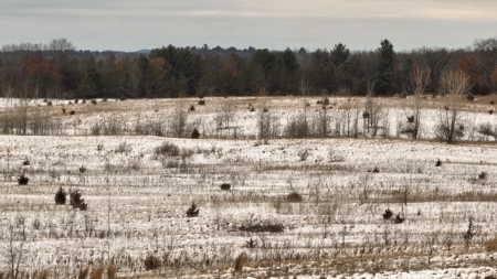 100-Acre Legacy Recreational Tract with Dual Road Frontage - image 8