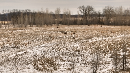 100-Acre Legacy Recreational Tract with Dual Road Frontage - image 27