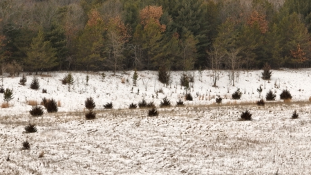 100-Acre Legacy Recreational Tract with Dual Road Frontage - image 21