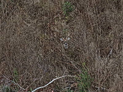 114.62+- Acres / *IRRIGATED *INCOME PRODUCING *LEE COUNTY, GA - image 5