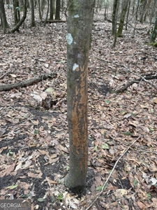 114.62+- Acres / *IRRIGATED *INCOME PRODUCING *LEE COUNTY, GA - image 41