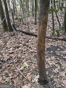 114.62+- Acres / *IRRIGATED *INCOME PRODUCING *LEE COUNTY, GA - image 40