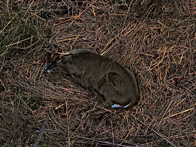 114.62+- Acres / *IRRIGATED *INCOME PRODUCING *LEE COUNTY, GA - image 4