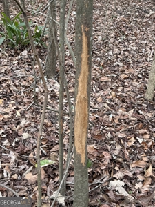 114.62+- Acres / *IRRIGATED *INCOME PRODUCING *LEE COUNTY, GA - image 22