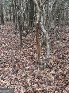 114.62+- Acres / *IRRIGATED *INCOME PRODUCING *LEE COUNTY, GA - image 36