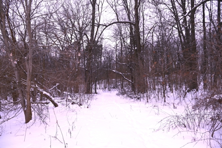 Land for sale in Clinton County Michigan - image 26