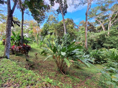 Unique Botanical Paradise - Bocas del Toro, Panama - image 11