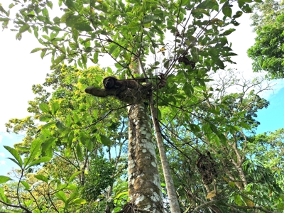 Unique Botanical Paradise - Bocas del Toro, Panama - image 2
