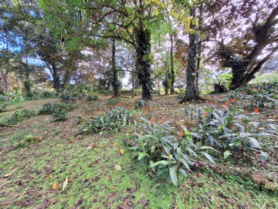 Unique Botanical Paradise - Bocas del Toro, Panama - image 10