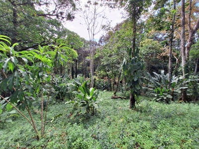 Unique Botanical Paradise - Bocas del Toro, Panama - image 9