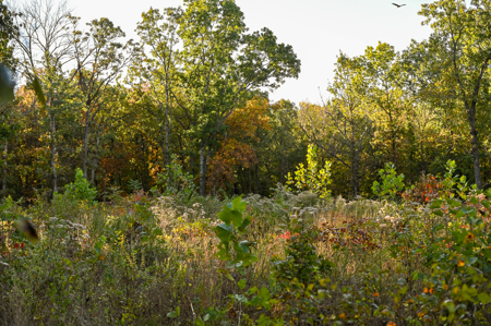 Land For Sale Stockton Lake Missouri - image 22