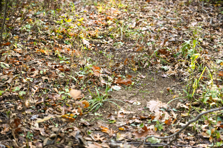 Land For Sale Stockton Lake Missouri - image 15